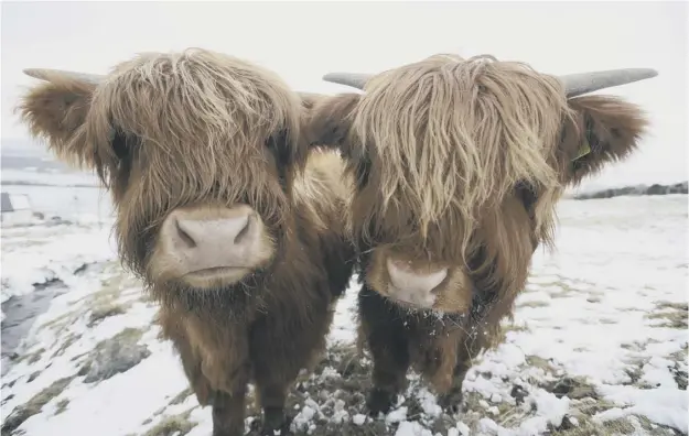  ?? PICTURES: JOHN LINTON/PA ?? 0 Highland cows in the Kilpatrick Hills near Glasgow brave freezing conditions as a scarf keeps Scottie dog Douglas warm in the city