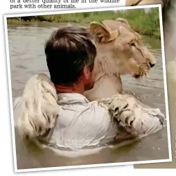  ??  ?? Pucker up: Kevin Richardson kisses the lioness. Inset: They share a hug