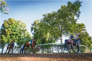  ?? Photo by Neeraj Murali ?? Trainer Nicholas Bachalard has a close look at the horses during a morning training session at the Jebel Ali Stables on Thursday. —