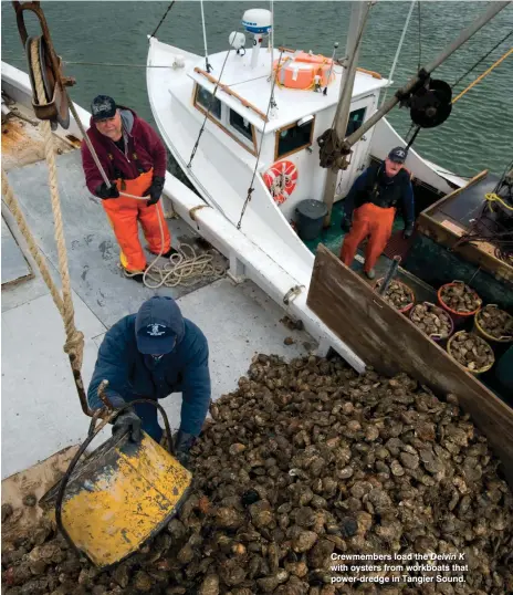 ??  ?? Crewmember­s load the Delvin K with oysters from workboats that power-dredge in Tangier Sound.