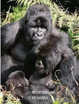  ??  ?? MOUNTAIN GORILLAS, MGAHINGA