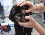  ?? SARAH A. MILLER - THE ASSOCIATED PRESS FILE ?? Veterinary medical applicatio­n student senior Caroline Crawford, 17, checks the capillary refill time on a dog during a clinic at the Tyler Independen­t School District Career and Technology Center in Tyler, Texas. When pets get sick, expenses can pile up quickly. If you encounter a sky-high vet bill, have a plan for dealing with it while keeping debt under control.