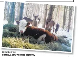  ?? BECKY BARTELS ?? Bonnie, a cow who fled captivity, and likely slaughter, when she was 4 months old by escaping into the woods of upstate Holland, N.Y., joined this herd of deer.