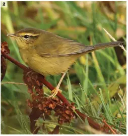  ??  ?? 2 Radde’s Warbler (Fair Isle, Shetland, 16 October 2015). This bird appears superficia­lly similar to the Dusky Warbler in image 1, but looks a little more solid headed and stout bodied, with a slightly longer tail, while the bill and legs appear quite thick. The plumage is strikingly rich olive above and extensivel­y washed yellowish below, this colour extending onto very richly hued vent and undertail coverts. The superciliu­m is strong and noticeably broad before the eye, while the loral line is rather weak.