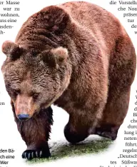  ?? FOTO: ULRIKE OEHLERS ?? Der Spaziergan­g durch den Bärenwald Stuer führt durch eine lehrreiche Ausstellun­g. Wer Glück hat, entdeckt auch einen der derzeit 18 Bären, die im Wald leben.