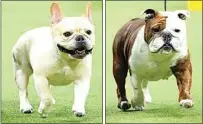  ?? MARY ALTAFFER / AP, FILE ?? Winston, a French bulldog, is shown May 8 at the 147th Westminste­r Kennel Club Dog Show in New York.
Star, a bulldog, is shown May 8 at the 147th Westminste­r Kennel Club Dog Show in New York.