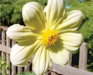  ?? HELEN CHESNUT ?? Dahlias grown from seed, like this flower in a colour mixture, form clumps of tubers that can be lifted and stored for the winter or, in certain conditions, left in place in the garden for the winter.