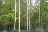  ??  ?? The Revised Forestry Programme encourages the planting of broadleaf trees by increasing the annual forestry premium payment by 5%.