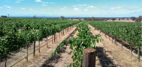  ??  ?? Wine from Turkey may not be well known, but a new Australian-made release might just help change that.