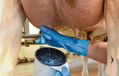  ?? Foto: Philipp Schulze/dpa ?? Die Hauswirtsc­hafts Studenten vom Amt für Ernährung, Landwirtsc­haft und Forsten konnten sich in Bergheim im Melken üben.