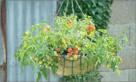  ?? Photo courtesy of All-America Selections ?? Lizzano is a semi-determinat­e tomato great for hanging baskets.