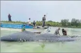  ?? AP ?? Researcher­s collect samples from the carcass of the beached whale at Wakatobi National Park in Southeast Sulawesi.