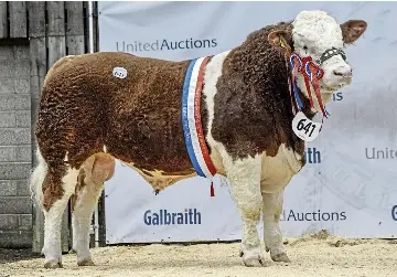 Quality bulls impress judges at Stirling sales - PressReader