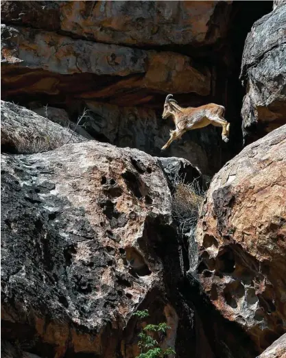  ??  ?? Aoudads scamper across rocks at Hueco Tanks State Historic Site outside of El Paso. The 860-acre park