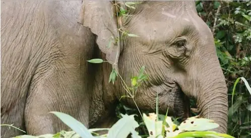  ??  ?? a pygmy elephant spotted along the banks of the Kinabatang­an river.