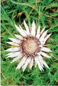  ??  ?? Ein gutes Omen für Wanderer: eine Sil berdistel am Wegesrand.