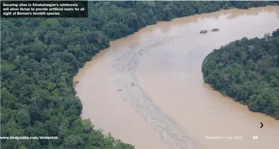  ??  ?? Securing sites in Kinabatang­an’s rainforest­s will allow Hutan to provide artificial nests for all eight of Borneo’s hornbill species.