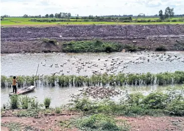  ??  ?? ● Ped lai thung is a term used for ducks that are raised semi-free in large flocks. The keepers transport their ducks to harvested rice fields so the animals can feed on fallen grain and snails which are the nemesis of rice farmers. Sometimes, as shown in this photo, the keeper might herd his ducks to waterways to swim and forage. Keeping watch o fh u n d r edso fr oa min gduc k sa n dco llectin gt h e ir eggs i sob viousl y n ota n easy job.