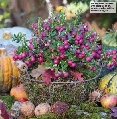  ?? ?? Prickly heath in basket with pumpkin in an, autumn garden setting. Photo: Alamy/PA