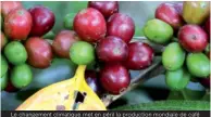 ??  ?? Le changement climatique met en péril la production mondiale de café