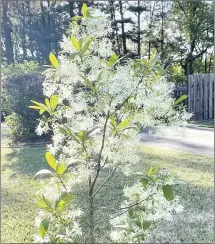  ?? ?? Fringe Tree