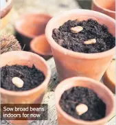  ??  ?? Sow broad beans indoors for now