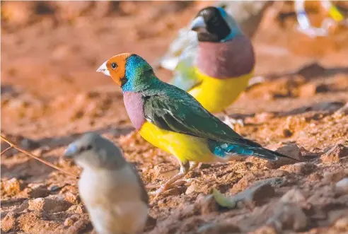  ?? Picture: SUPPLIED ?? FINCH PROJECT: The North Queensland Natural History Group will survey Gouldian finch population­s in the Far North.