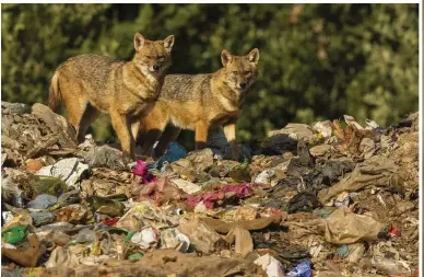  ??  ?? Above left x 2: this Croatian rubbish dump supports a large jackal population. Social structure is distinct here, with the animals forming packs of 10 animals rather than the usual two to six. Centre: a jackal picks out a choice meal from among the...