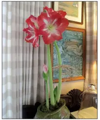  ??  ?? Amaryllis lean toward the sun while they grow, but rotating the pot keeps their stems straight.