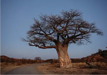  ??  ?? UPSIDE-DOWN TREE. Baobabs, like this one near Leokwe Camp, are a common sight in Mapungubwe.