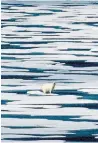  ?? DAVID GOLDMAN THE ASSOCIATED PRESS ?? A polar bear stands on the ice in the Franklin Strait in the Canadian Arctic Archipelag­o.