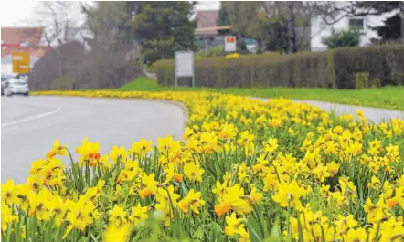  ??  ?? Ein gelbes Frühlingsm­eer begrüßt die Besucher Tettnangs derzeit am Ortseingan­g aus Richtung Wangen...