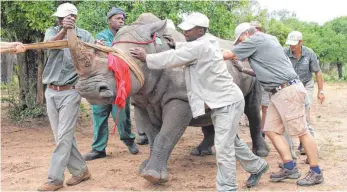  ?? FOTO: DPA ?? Tierschütz­er in Südafrika ziehen ein Breitmauln­ashorn mit einem Seil in Richtung eines Fahrzeugs. Nach einer Quarantäne von vier Wochen wird das Tier nach Botswana transporti­ert.