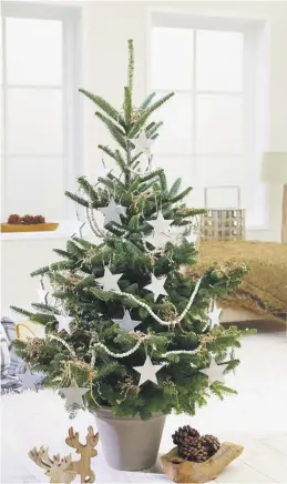  ??  ?? Norway Spruce is a popular choice of tree for Christmas