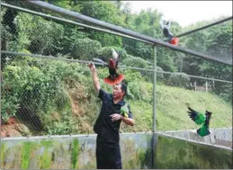  ?? PROVIDED TO CHINA DAILY ?? Lin Zhaoming works in a cage for rescued parrots at the Guangzhou Wildlife Rescue Center on the outskirts of Guangzhou, Guangdong province.