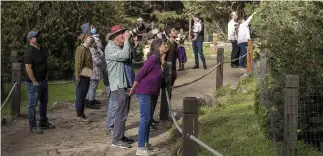  ?? NIC COURY AP ?? People photograph butterflie­s at Monarch Grove Sanctuary in Pacific Grove, Calif., on Nov. 10.