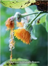  ??  ?? Dendroseri­s litoralis flower.