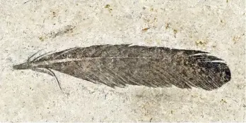  ??  ?? The first fossil feather belonged to Archaeopte­ryx, which was the size of a raven and is thought to have glided between trees. The first example was found in 1860/61, and is now at the Natural History Museum of Berlin.