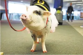  ?? SAN FRANCISCO INTERNATIO­NAL AIRPORT ?? LiLou is the latest therapy animal to be added to San Francisco Internatio­nal Airport’s Wag Brigade. LiLou is a Juliana breed pig.