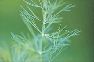  ??  ?? Female black swallowtai­l butterflie­s deposit single eggs in the young foliage of dill and members of the carrot family. Look closely, you can see a tiny black caterpilla­r through the translucen­t egg.