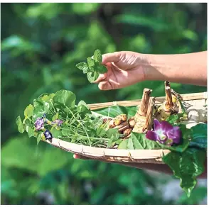  ??  ?? The datai Langkawi’s newly minted permacultu­re garden boasts a range of organic vegetables, fruits and herbs. — The datai Langkawi