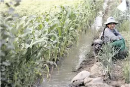  ?? | AP African News Agency (ANA) ?? A FARMER rests next to an irrigation channel of water coming from a nearby river, contaminat­ed with sewage water, at a farm in Valencia, Bolivia.