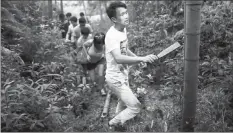  ??  ?? Liqueur-maker Chen Chao knocks on a bamboo trunk to find sections that have been injected with his alcoholic brew in the Yibin bamboo forest.