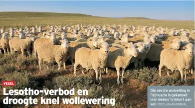  ?? FOTO: JOHAN NORVAL ?? Die eerste wolveiling in Februarie is gekanselle­er weens ’n tekort aan wol.