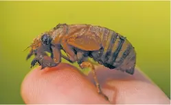  ?? CAROLYN KASTER/THE ASSOCIATED PRESS ?? A periodical cicada nymph is held last week in Macon, Ga. This periodical cicada nymph was found while digging holes for planting rosebushes. Crawling out from undergroun­d every 13 or 17 years, with a collective song that can be as loud as jet engines, the insects are nature’s kings of the calendar.