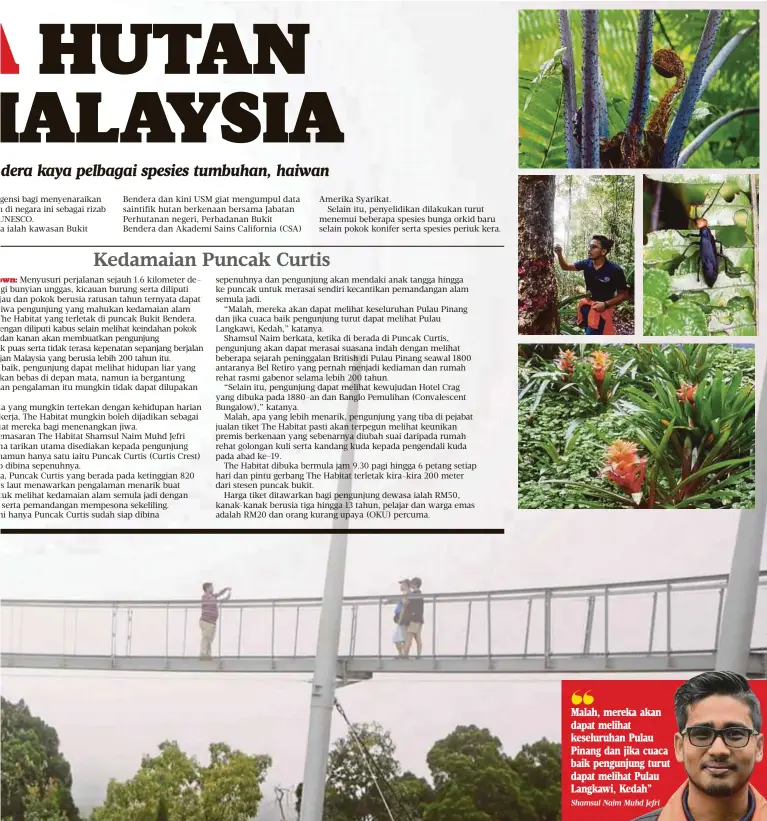 HUTAN ALAYSIA Kedamaian Puncak Curtis - PressReader