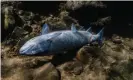  ?? Photograph: Conrad Gowell/Courtesy of Columbia Riverkeepe­r ?? A sockeye salmon in the Columbia river that died as a result of hot river temperatur­es.