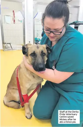  ??  ?? Staff at the Derby Pride Veterinary Centre saved Mickey after he ate a mince pie.