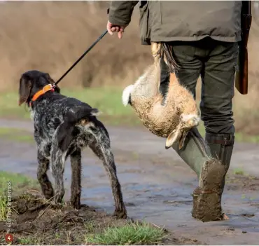  ?? ?? 4
4.
Evitiamo l’ostentazio­ne di animali morti. Ciascuno di noi ha la cacciatora dentro cui riporre i selvatici abbattuti, così come si può sistemarli nello zaino o in qualunque altro contenitor­e che eviti di lasciarli in vista.
Non si tratta di ipocrisia visto che ogni cacciatore circola con un’arma da fuoco che non serve a scattare fotografie, ma di rispetto per le sensibilit­à altrui che non è affatto scontato che collimino con la nostra