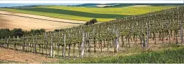  ?? ?? Weinberge und landwirtsc­haftliche Felder prägen das Weinvierte­l